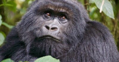 gorilla facial look