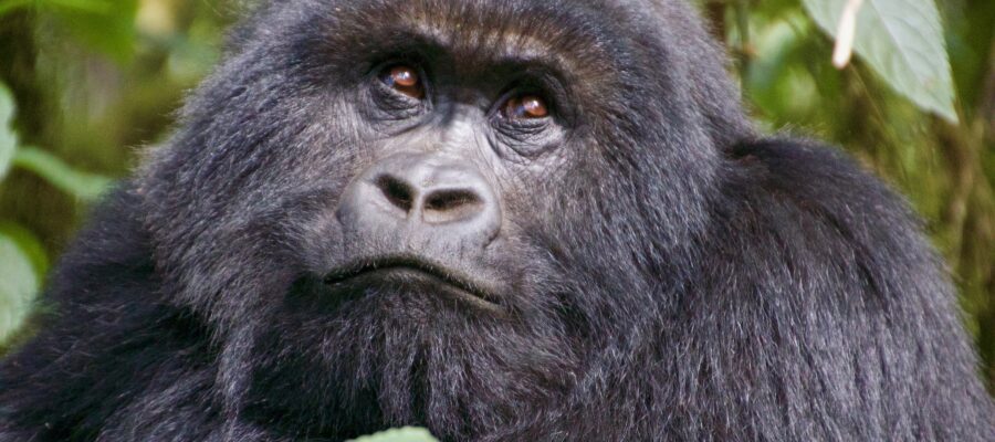 gorilla facial look