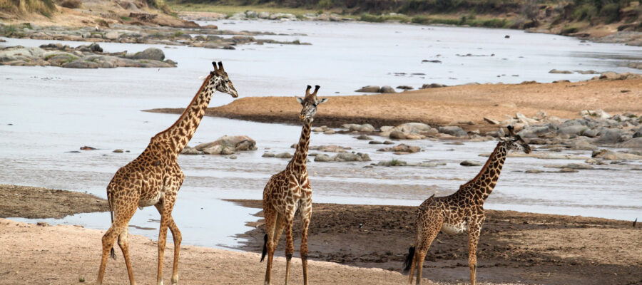 wildlife safari