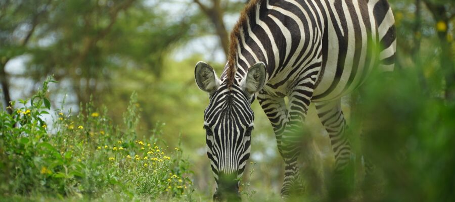 zebra