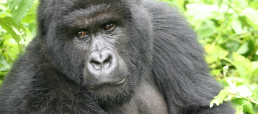 Female Gorilla in Rwanda at the Volcanoes National Park