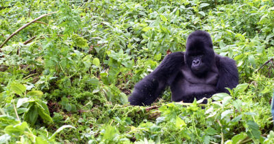 Gorillas! Volcanos National Park, Rwanda