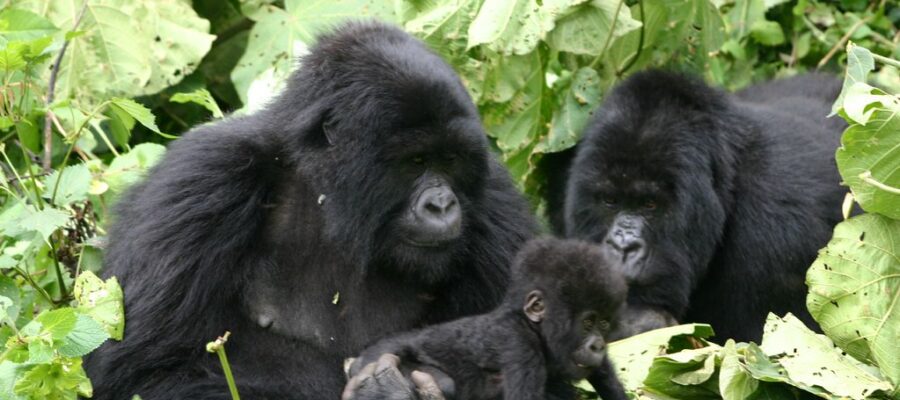 Gorillas with baby in Rwanda at the Volcanoes National Park