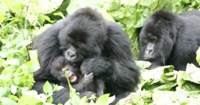 Tickle time for baby gorilla in Rwanda at the Volcanoes National Park