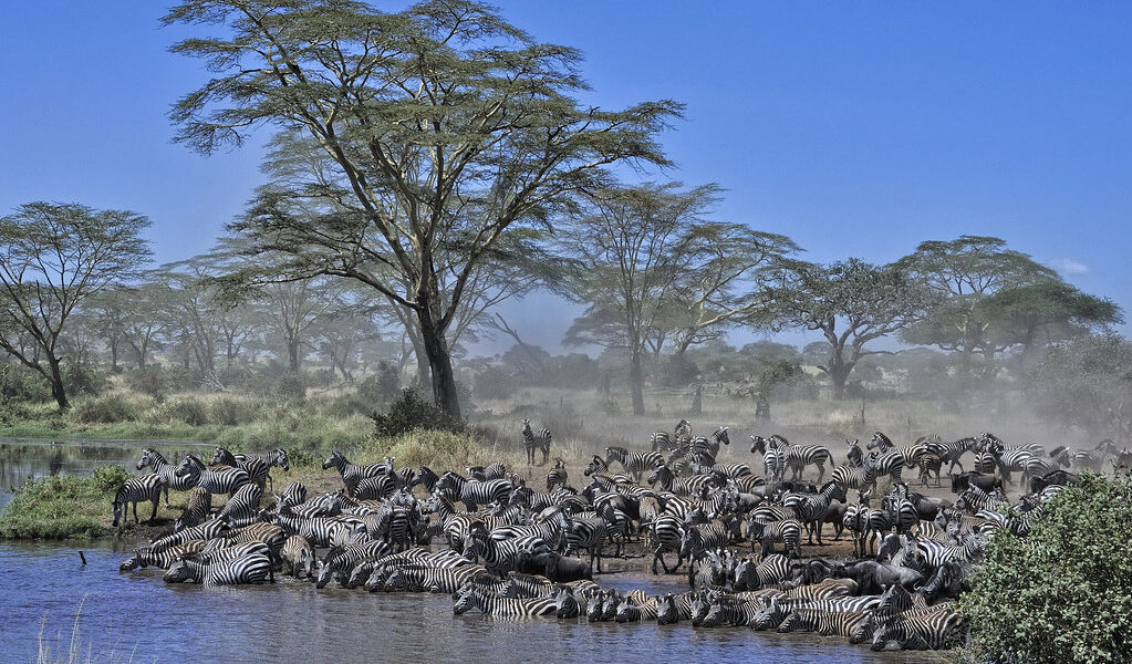 Zebras at watering hole in the Serengeti